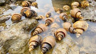 Xiao Zhang Ganhai meets the snail nest such a big conch will make a fortune nest by nest