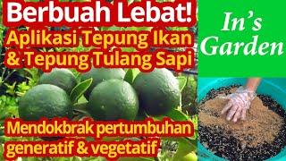 Aplikasi Tepung Ikan & Tepung Tulang Sapi Bersamaan. Mendokbrak Pertumbuhan Generatif & Vegetatif.