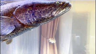 【悲報】巨大魚は病気になりました。
