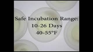 Egg Incubation Techniques for Walleye Aquaculture