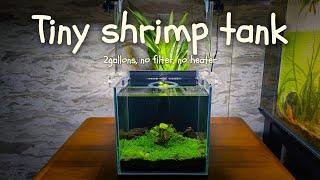 2-gallon shrimp tank New tank set up