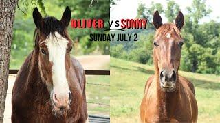 CLYDESDALE vs MISSOURI FOXTROTTER - Round Pen Lessons