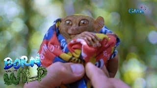 Born to be Wild Tarsier the world’s second smallest primate