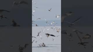 Eagle attacks a gull