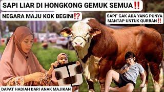 DAPAT HADIAH DARI KELLY‼️Negara Maju Banyak Sapi Liar Gemuk Gak Di Curi Mantap Untuk Qurban‼️