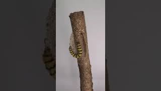 Así se camufla estas larva en un tronco alrededor de 10 tardo en finalizar el capullo.