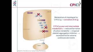 CPIC guideline for clopidogrel and CYP2C19