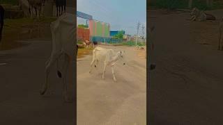 गाय माता sad life ।#sad #cow