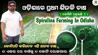 ଓଡ଼ିଶାରେ ପ୍ରଥମ ଶିଉଳି ଚାଷ Spirulina farming in odisha New farming idea  Krushak sathi odisha