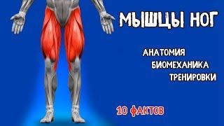 MUSCLES OF LEGS. 10 Facts. Training Biomechanics Anatomy.