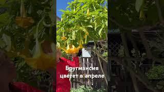 БРУГМАНСИЯ ЦВЕТ В АПРЕЛЕ