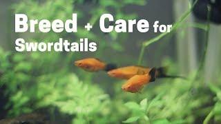 How To Breed + Care for  Swordtails Easy and Simple