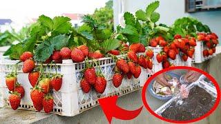 How To Grow Strawberries On The Balcony Easily And With High Yield