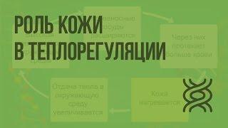 Роль кожи в теплорегуляции. Видеоурок по биологии 8 класс