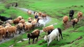 Marcho pal Puerto mañana con 4 Vaques y el Perru  Cancion Asturiana  Generoso Fernandez