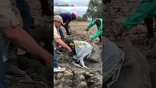 Rescue mission Baby elephants saved from mud