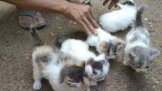 HARGA KUCING PERSIA DI PETERNAKAN BU SUTRISNI PONCOWATI