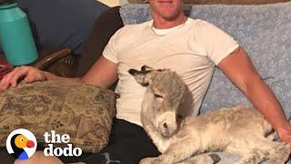 Baby Donkey Loves Snuggling On Couch With Dad  The Dodo