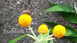 London Gardening - Buddleja Globosa Feature