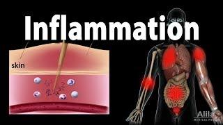 Inflammatory Response Animation