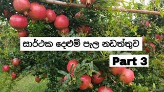RED ANGELරතු දෙළුම් වාගාව නඩත්තුව Part 3 Green Lanka Farm SRILANKA