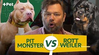 ROTTWEILER VS PIT MONSTER QUAL O MAIS MONSTRÃO?  CANAL MAIS PET