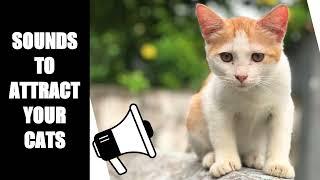 Cat Sounds to Attract Cats #23