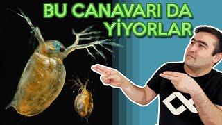 BU CANAVARIDA YİYORLAR Daphnia su piresi canlı yem