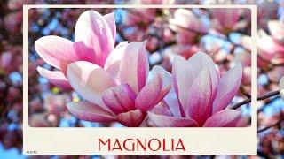 calm journey into the realm of  beautiful magnolia flower magnolia tour