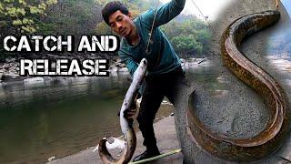 Big Freshwater Eel  Catch and Release best fishing videoJungle Infinity with Chimong