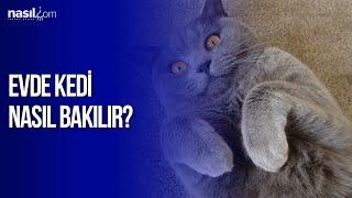 Evde kedi nasıl bakılır?  nasil.com