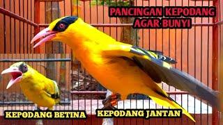 Kicauan burung Kepodang emas gacor KEPODANG JANTAN merayu KEPODANG BETINA suara cocok buat pancingan