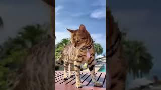 #kucing #kucinglucu #cat #funnyvideo #videolucu #catlover #funnyanimal #funnycat