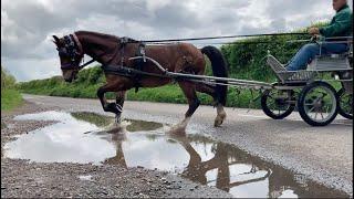 Struggles with Puddles -  with Flash the Cob Cross