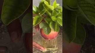 Grow apples#garden #shorts