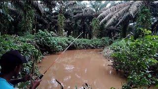 Dapat ikan mulut besar...Sungai ini di huni ikan mulut besar