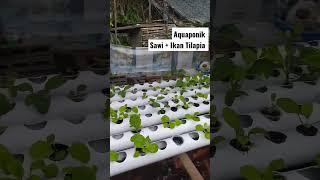 Aquaponik Sawi Bersama Ikan Tilapia Merah #aquaponics #aquaponicsystem #aquaponik #shorts #tilapia