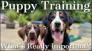 Puppy Training  The Truth About Whats Really Important