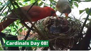 Backyard Cardinal Bird Nest - Day 8 of 12 - Mom & Dad feed 3 baby birds Rainy day