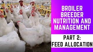 Broiler breeder nutrition and management - feed allocation