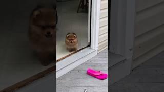 A tiny Pomeranian puppy barking adorable sounds cute