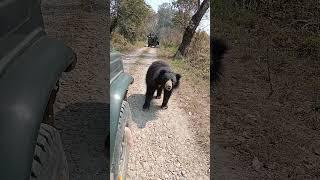 Sloth Bear at Chitwan Nepal wildlife videos shorts video #youtubeshorts  #shorts #shortsfeed
