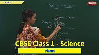 Plants  Class 1 CBSE Science  Science Syllabus Live Videos  Video Training