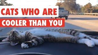 Cats Who Are Cooler Than You Video Compilation 2016