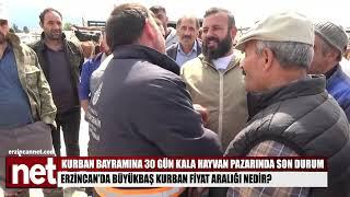 Erzincan’da büyükbaş kurbanlık fiyatları…