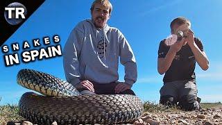 Meet The Apex Serpent Of Iberia The Venomous Montpellier Snake  #herpetology  Spain
