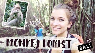 Monkey Forest Ubud Bali  Affenwald Indonesien  Snapchat Vlog