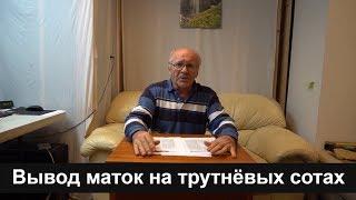 №6 Вывод маток на трутовых сотах. Вопросы и Ответы. Пасека.пчеловодство для начинающих