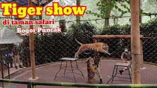 PERTUNJUKAN HARIMAU SUMATERA DI TAMAN SAFARI BOGOR PUNCAK