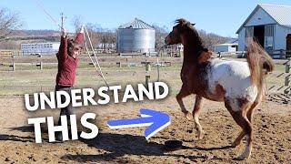 WHAT YOUR HORSE IS SAYING and how to respond